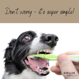 Effective Tips for Brushing Your Border Collies Teeth