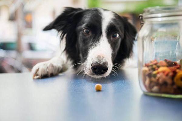 Enhancing Your Border Collies Nutrition with Fresh Foods