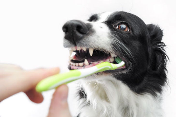 Expert Guide on Brushing Your Border Collies Teeth