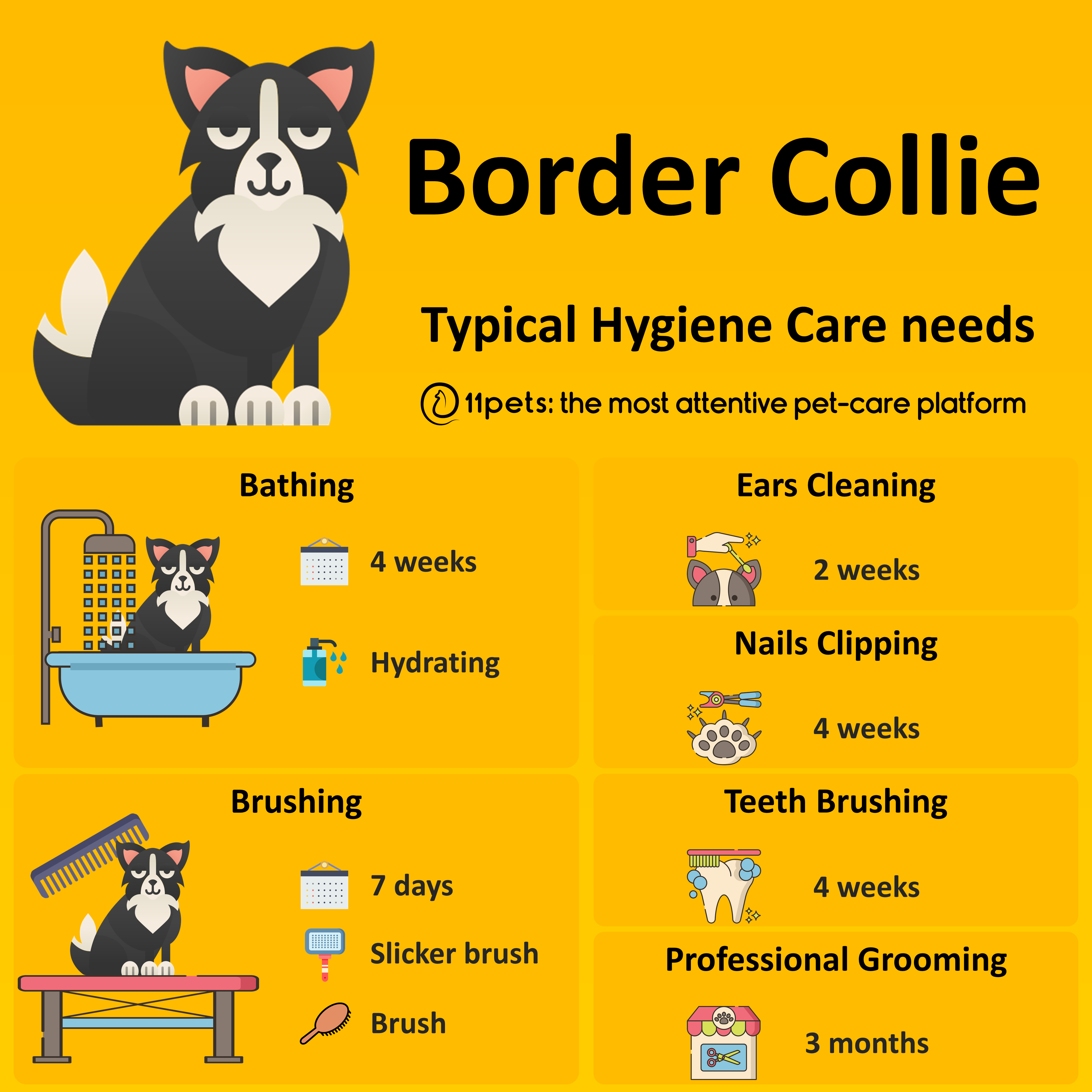 Expert Guide on Brushing Your Border Collies Teeth