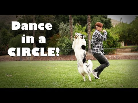 Exploring the Magical World of Canine Freestyle Dancing