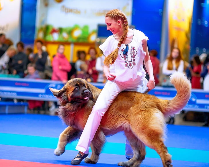 Exploring the Magical World of Canine Freestyle Dancing