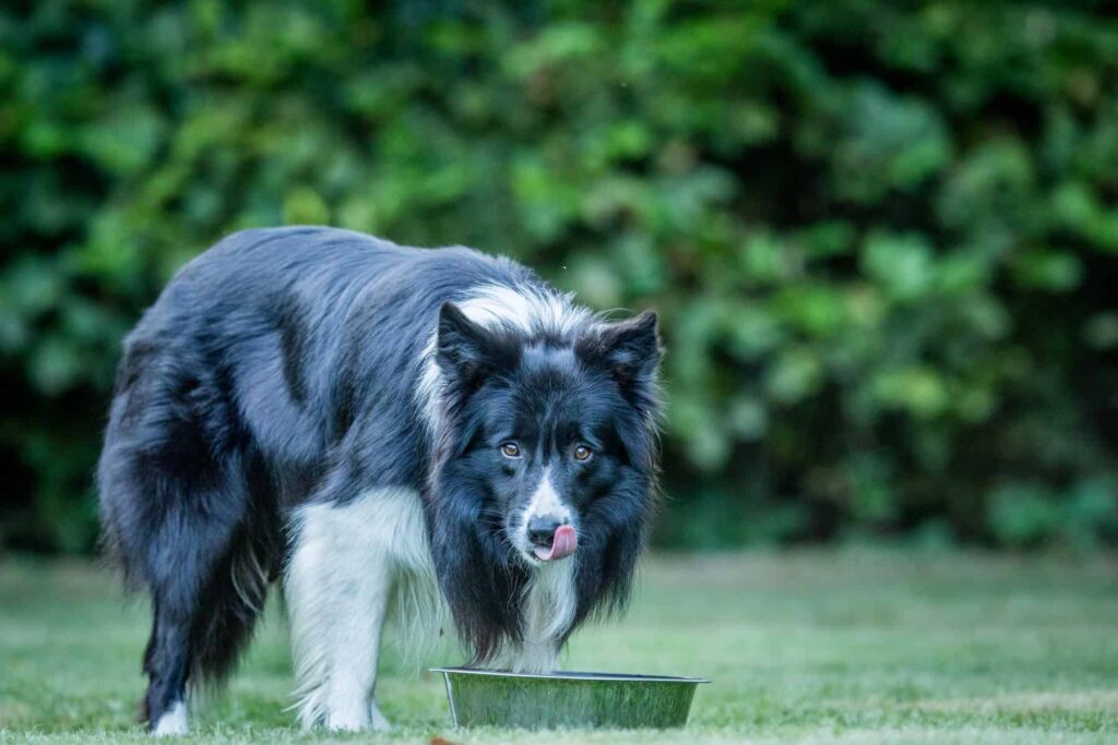 Healthy Diet Tips for Your Border Collie
