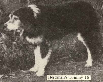 Honoring the Legacy: Old Hemp and the Birth of Border Collies