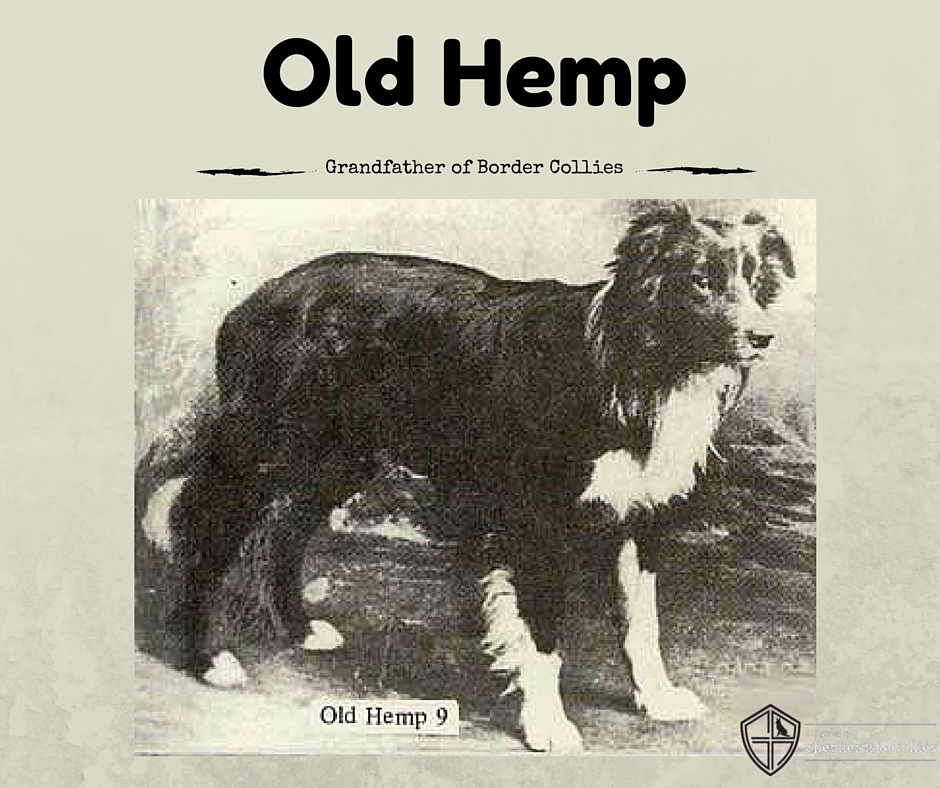 Honoring the Legacy: Old Hemp and the Birth of Border Collies