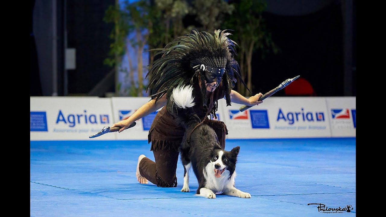 Paws and Pirouettes: Border Collies in the World of Canine Freestyle Dancing