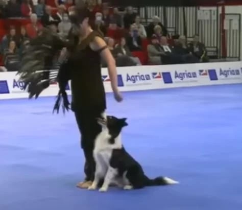 Paws and Pirouettes: Border Collies in the World of Canine Freestyle Dancing