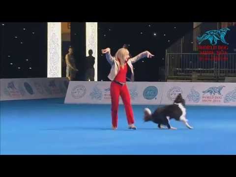 Paws and Pirouettes: Border Collies in the World of Canine Freestyle Dancing