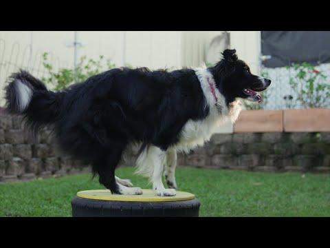 Paws and Pirouettes: Border Collies in the World of Canine Freestyle Dancing