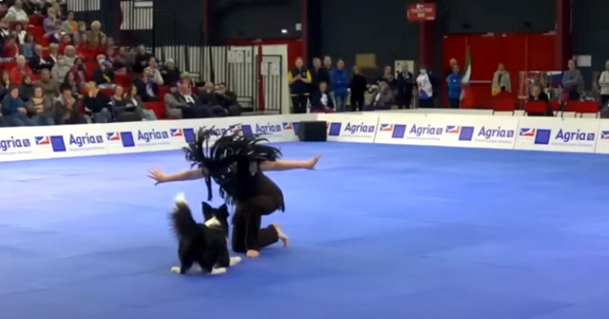 Paws and Pirouettes: Border Collies in the World of Canine Freestyle Dancing