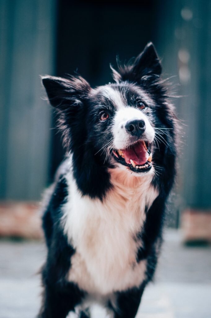 Step-by-Step Guide for Brushing Your Border Collie's Teeth - https ...