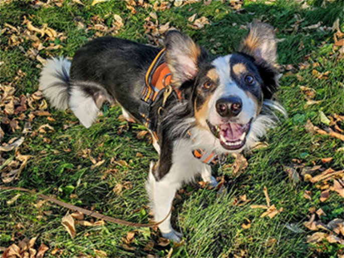 The Impact of Border Collies on Wildlife Conservation