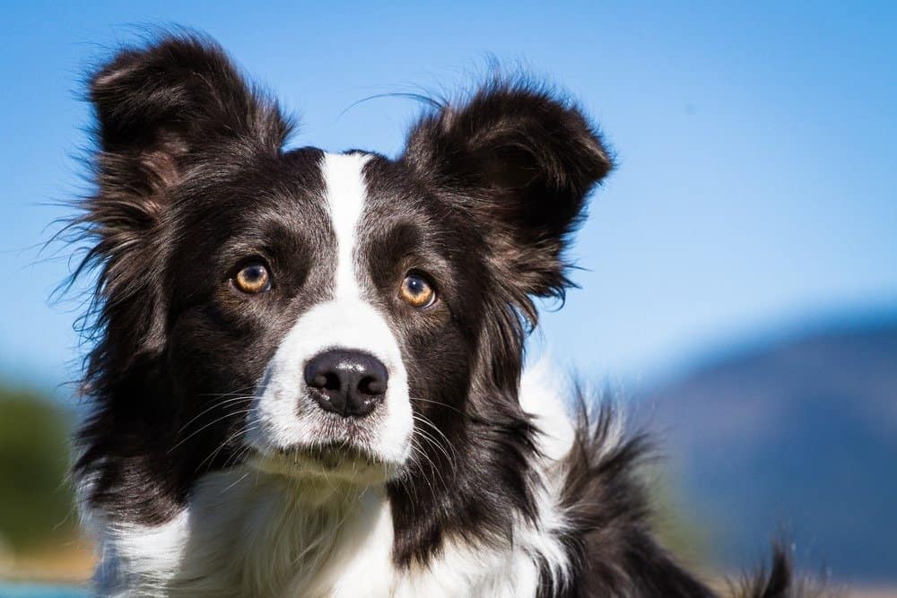 The Impact of Border Collies on Wildlife Conservation