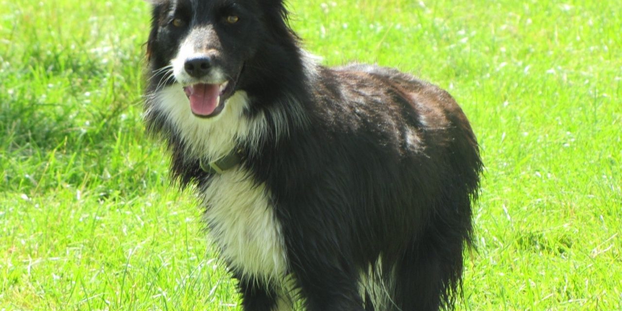 The Impact of Border Collies on Wildlife Conservation