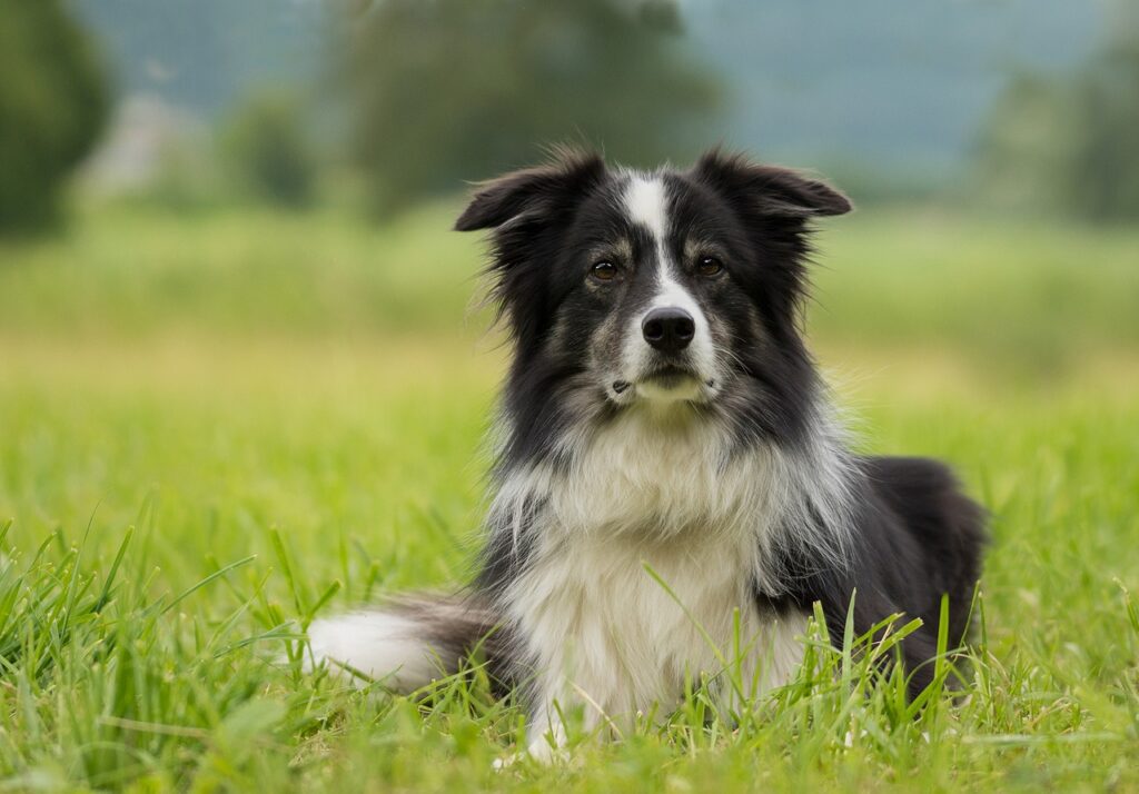 The Positive Impact of Border Collies as Therapy Dogs: Case Studies