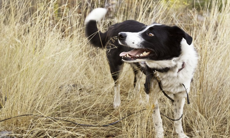 The Power of Border Collies in Wildlife Conservation