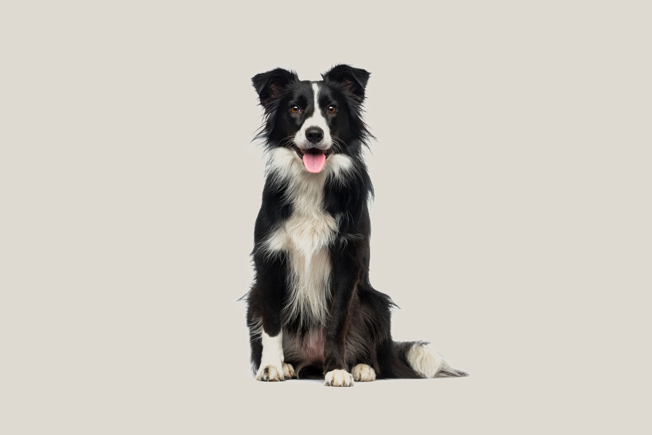 The Power of Border Collies in Wildlife Conservation