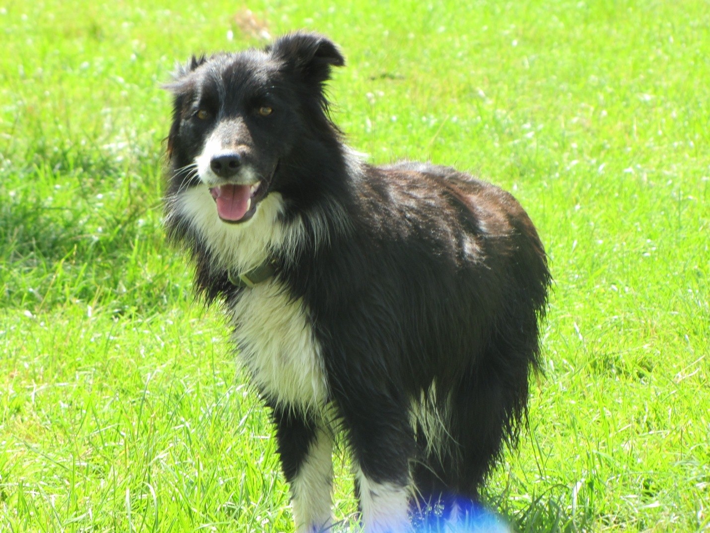 The Power of Border Collies in Wildlife Conservation