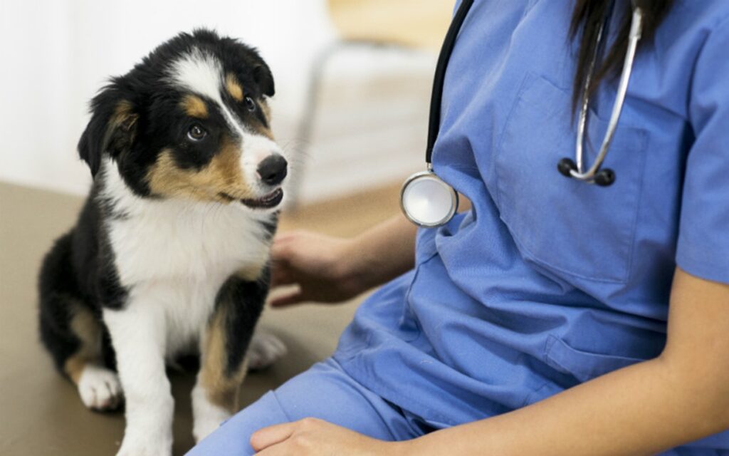 Tips for Keeping Your Border Collie Calm During Vet Visits