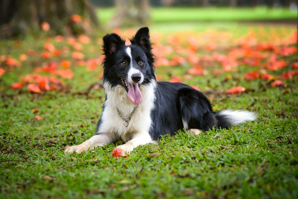 Tips for Keeping Your Border Collie Calm During Vet Visits