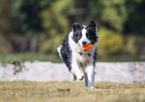 Training Your Border Collie for Outdoor Exploration