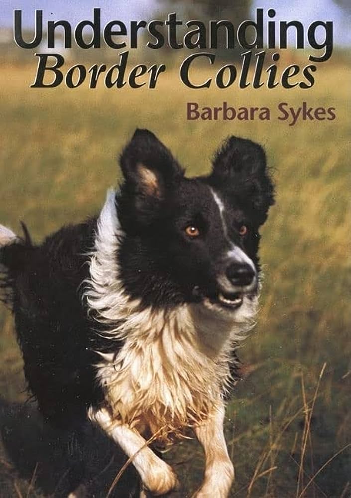 Understanding and Managing Border Collie Temperament: A Comprehensive Guide