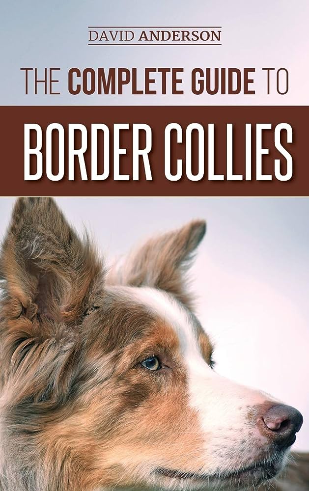 Understanding and Training Border Collie Temperament: A Comprehensive Guide