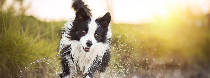 Understanding the Natural Instincts of Your Border Collie in Urban Environments