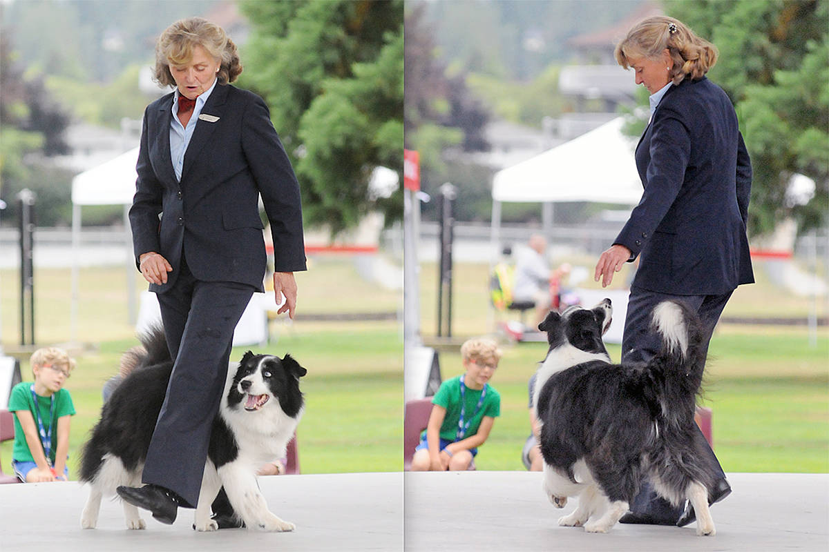 Unleashing the Dancing Spirit: Exploring the World of Canine Freestyle with Border Collies