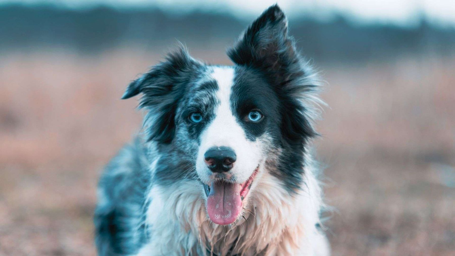 Unleashing the Potential of Border Collies in Wildlife Conservation