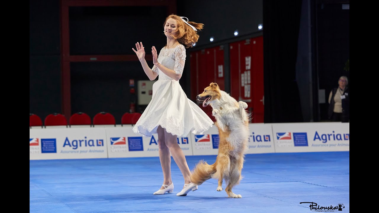 Unleashing the Talent: Border Collies in Canine Freestyle Dancing