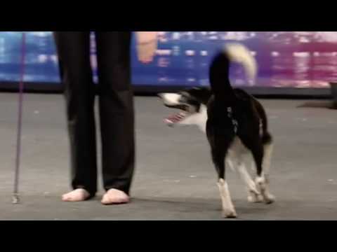 Unleashing the Talent: Border Collies in Canine Freestyle Dancing