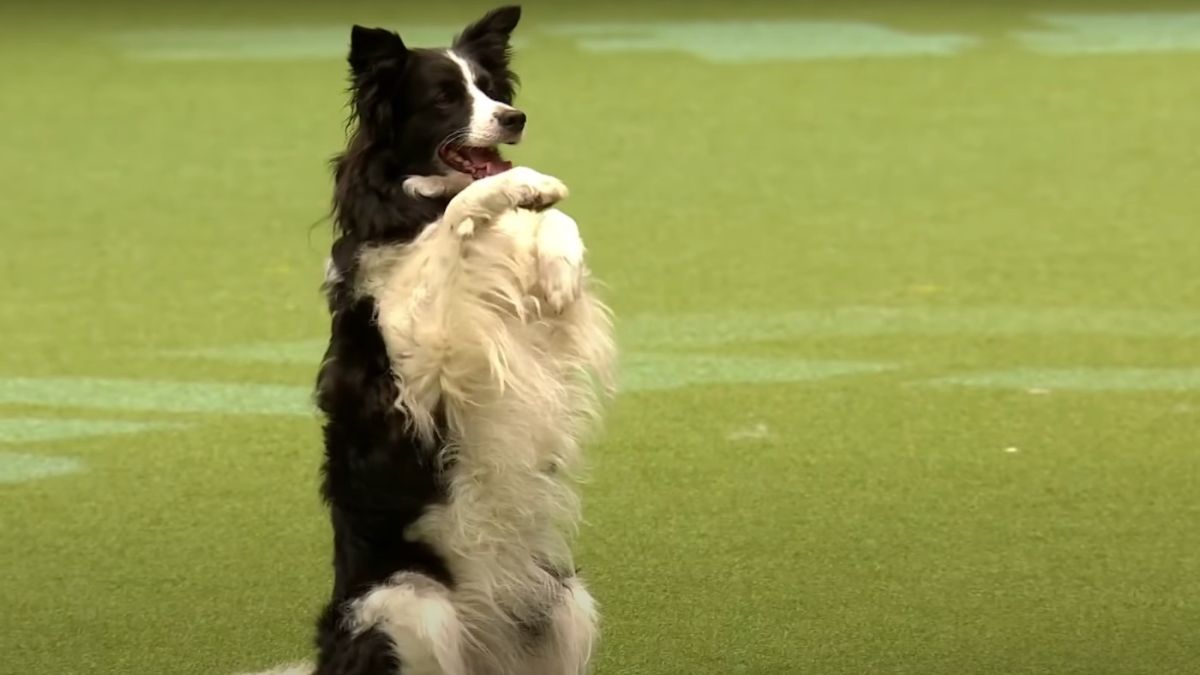 Unleashing the Talent: Border Collies in Canine Freestyle Dancing