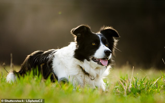 Unveiling the Cognitive Mechanisms Driving Border Collies Remarkable Intelligence