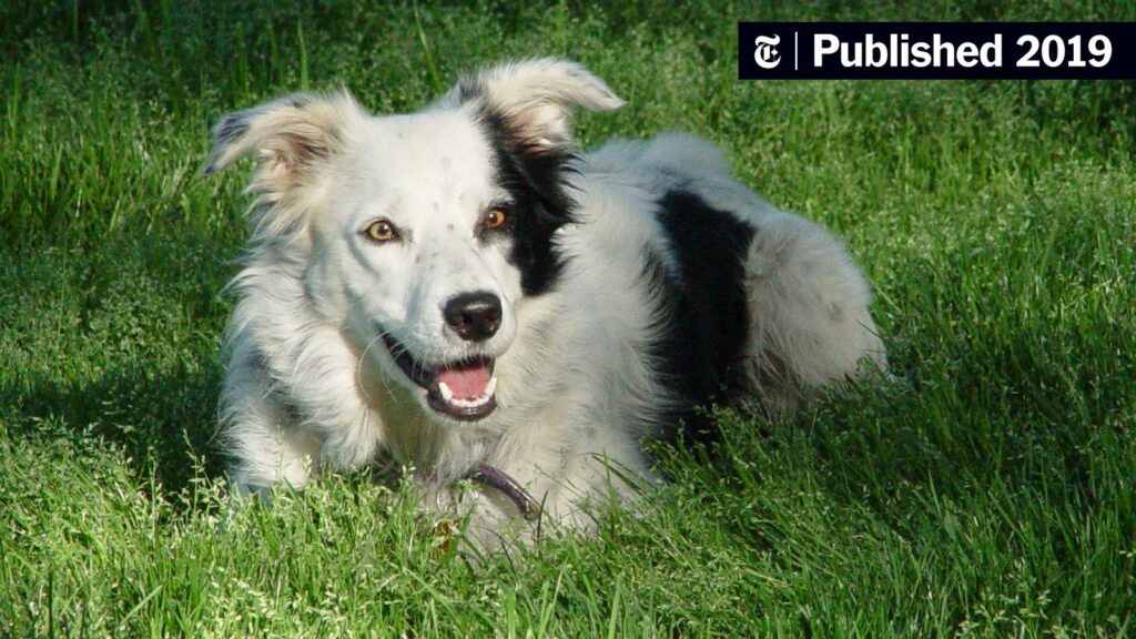 Unveiling the Cognitive Mechanisms Driving Border Collies Remarkable Intelligence