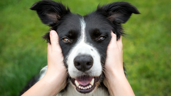 Creating Harmony: Preparing Your Border Collie for a New Pet