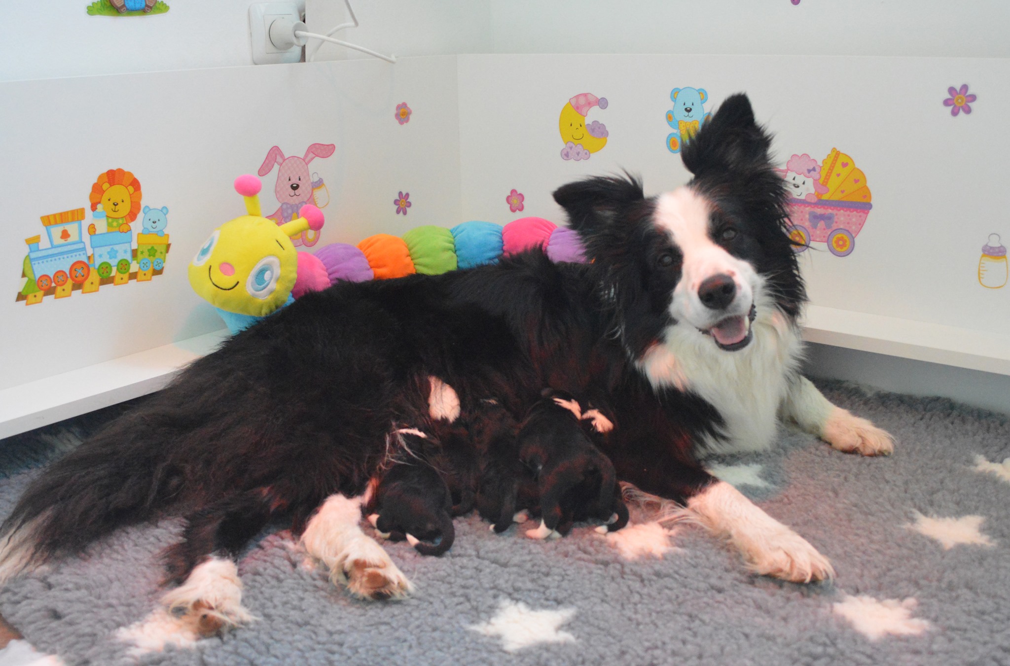 Creating Harmony: Preparing Your Border Collie for a New Pet