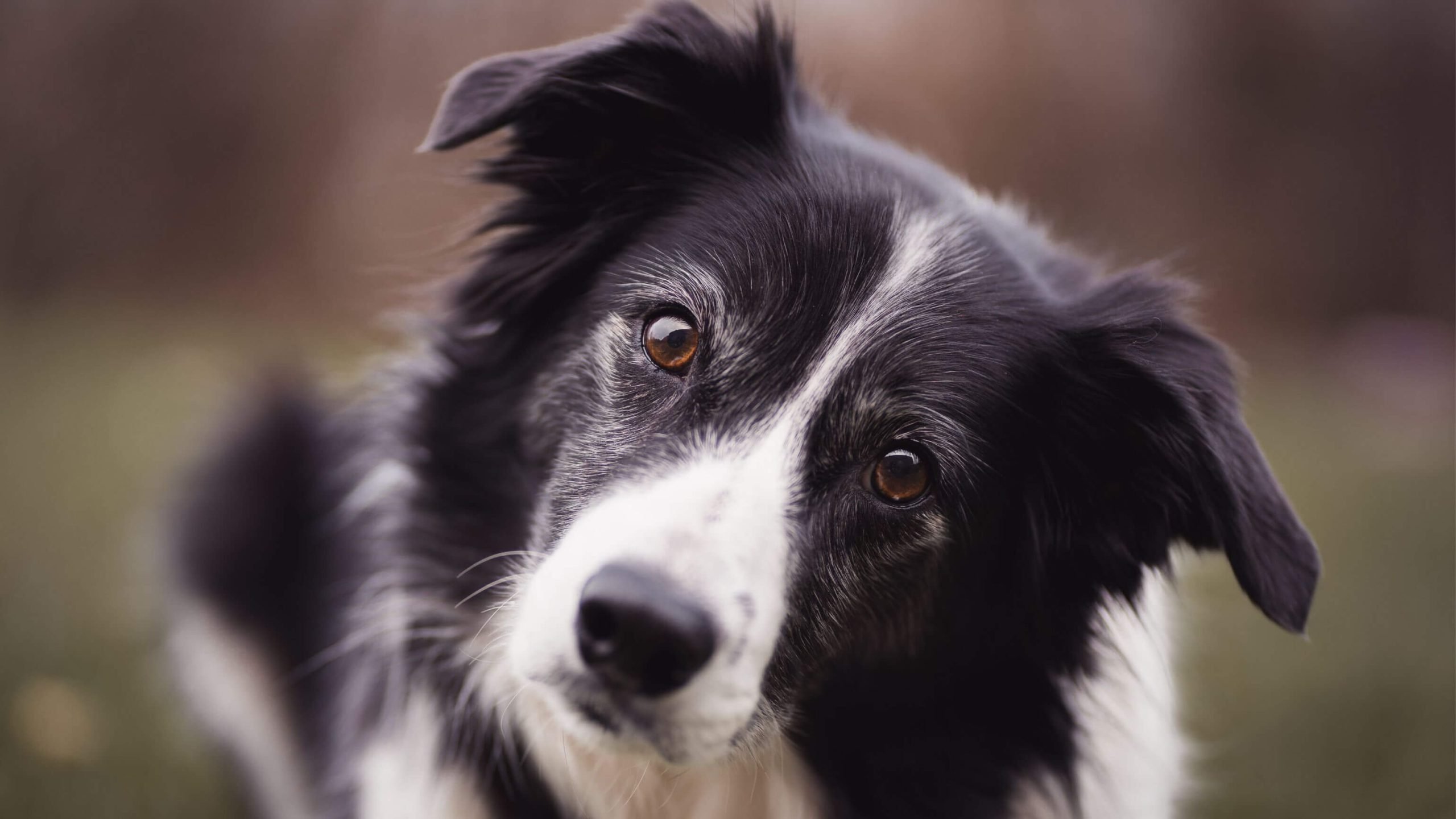 Creating Harmony: Preparing Your Border Collie for a New Pet