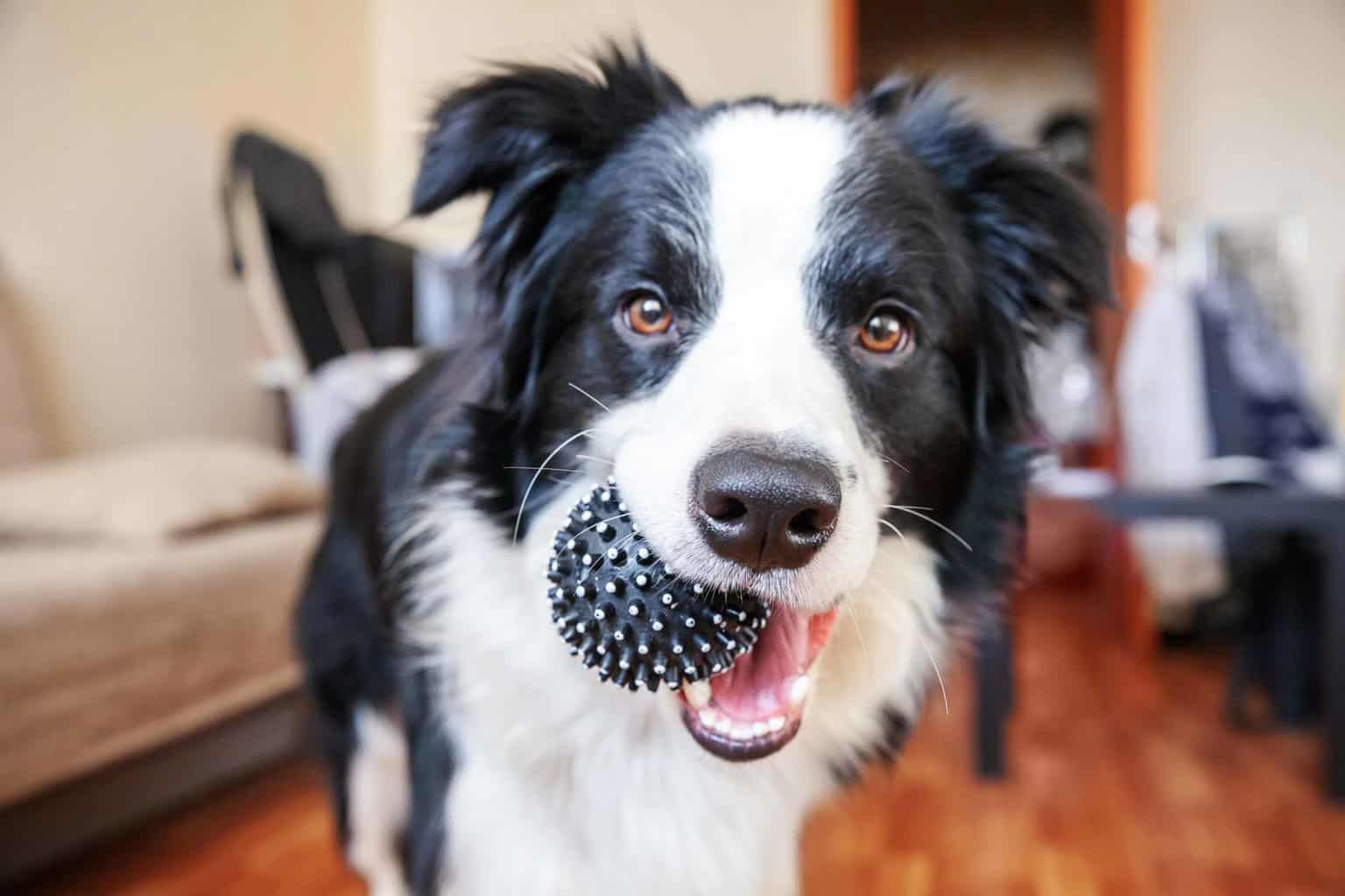 Creating Harmony: Preparing Your Border Collie for a New Pet