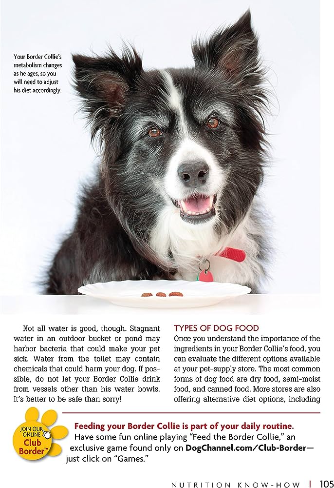 Effective Techniques for Handling Border Collie Temperament: A Practical Owners Manual