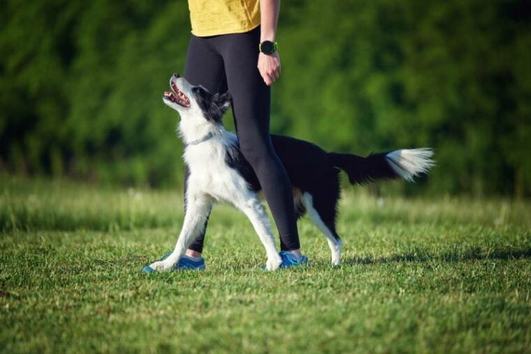 Effective Training Techniques for a Border Collies Sensitive Nature