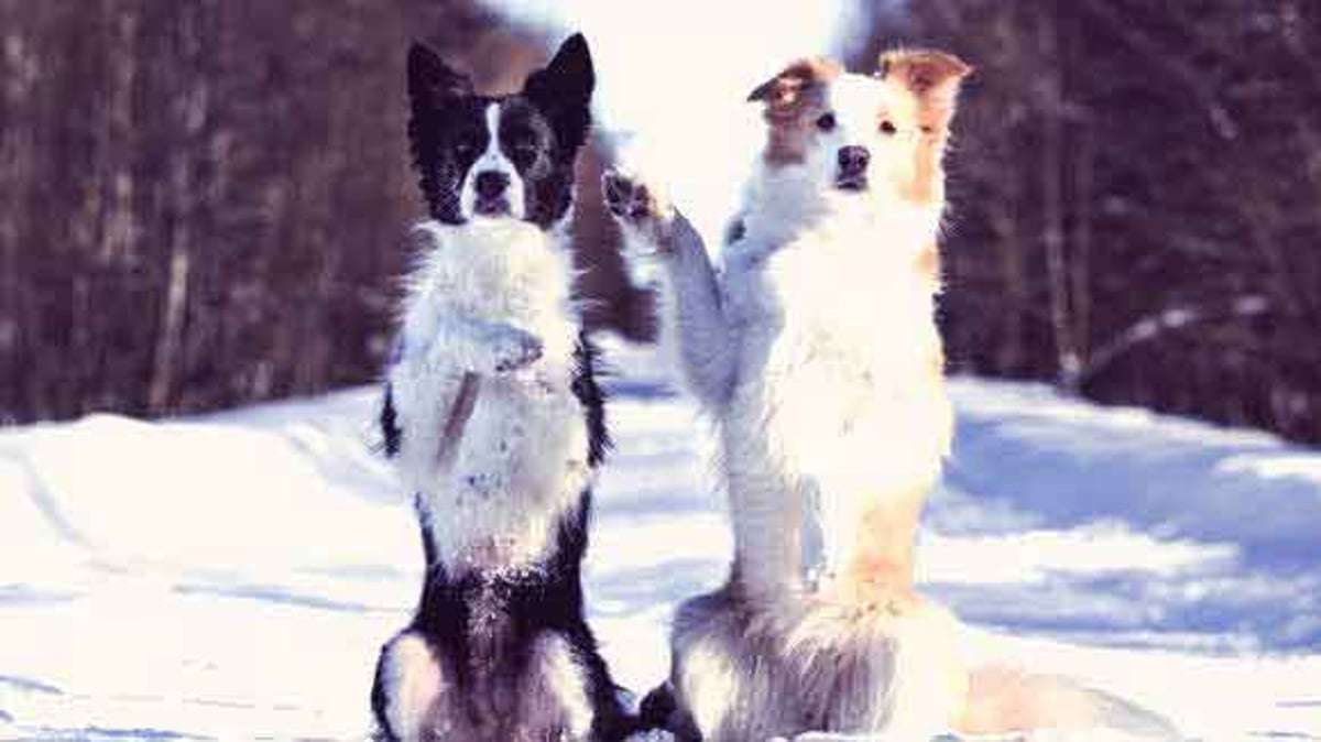 Effective Training Techniques for a Border Collies Sensitive Nature