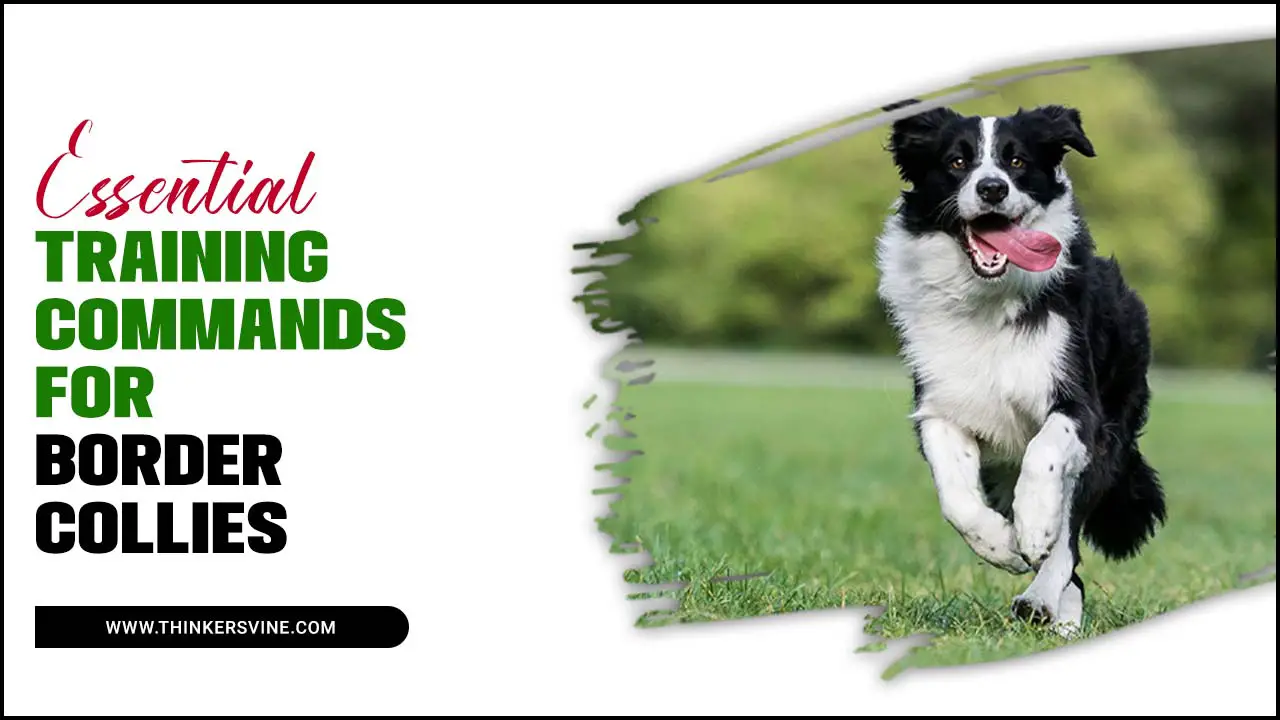 Effective Training Techniques for a Border Collies Sensitive Nature