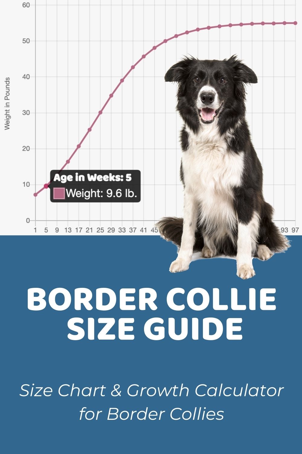 Essential Guidelines for Managing Your Border Collies Weight