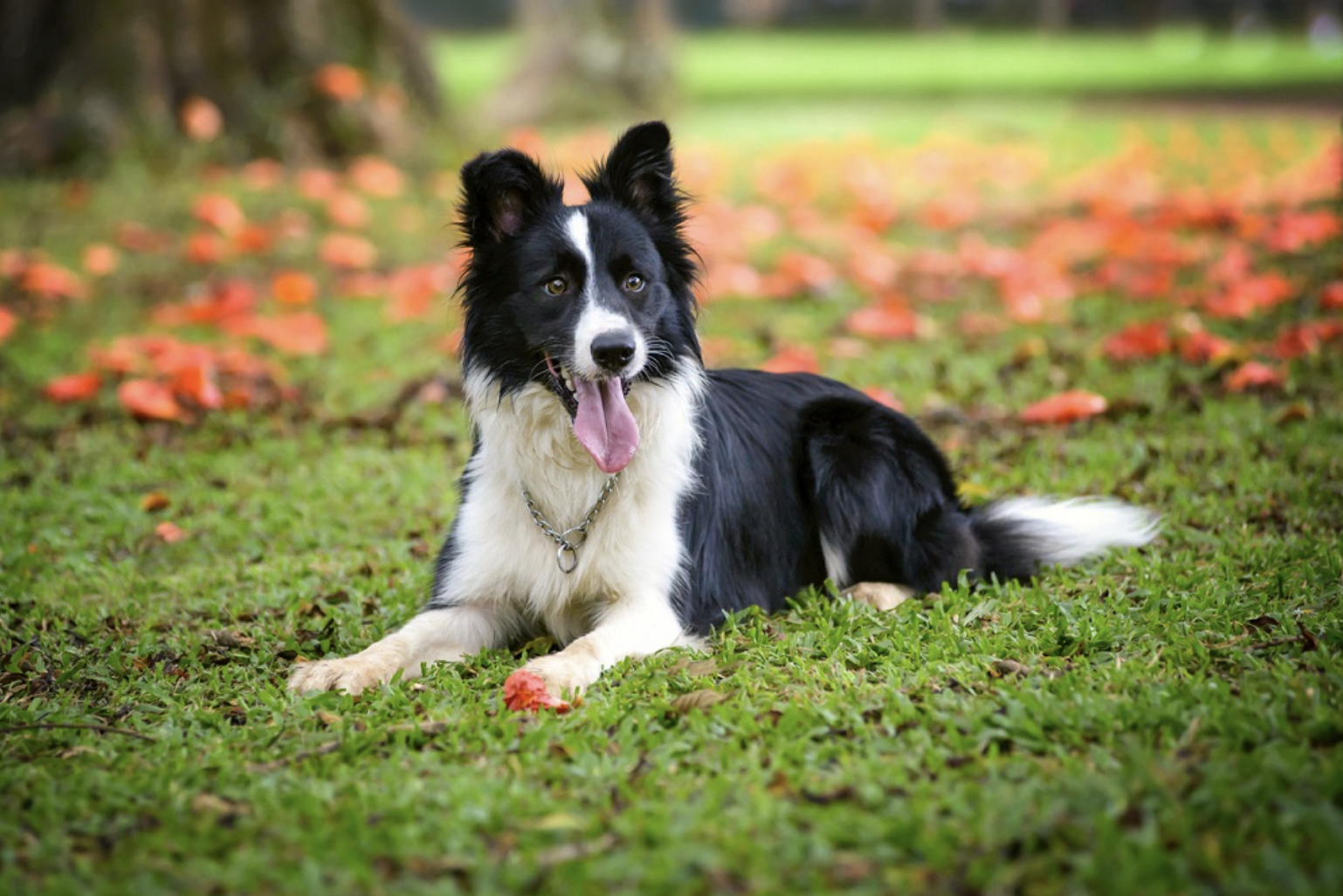 Essential Guidelines for Managing Your Border Collies Weight