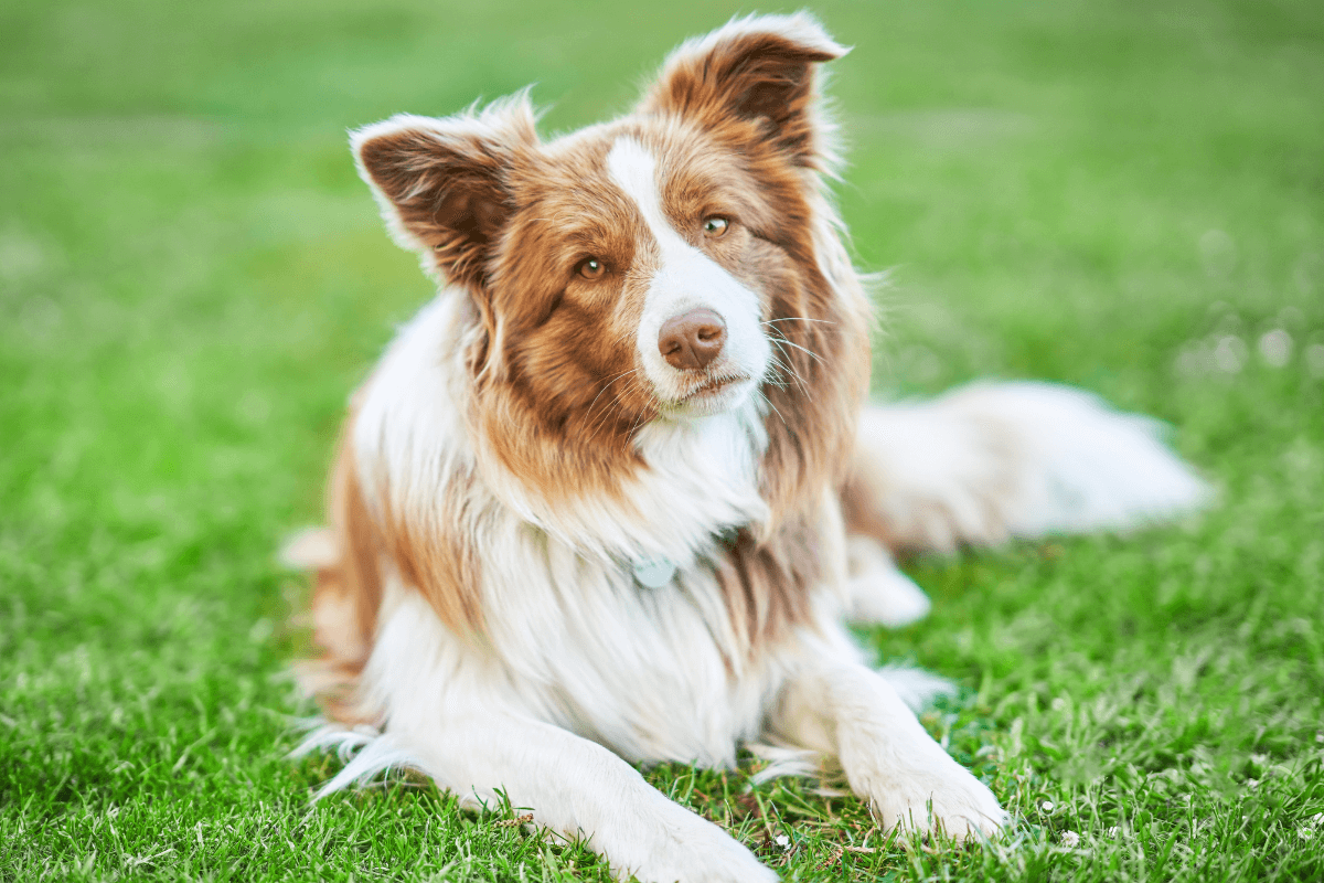 Helpful Guidelines for Keeping Your Border Collie at a Healthy Weight
