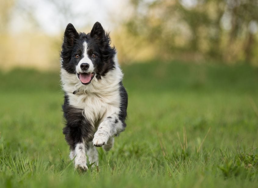 Optimizing Training Approaches to Suit a Border Collies Sensitive Nature