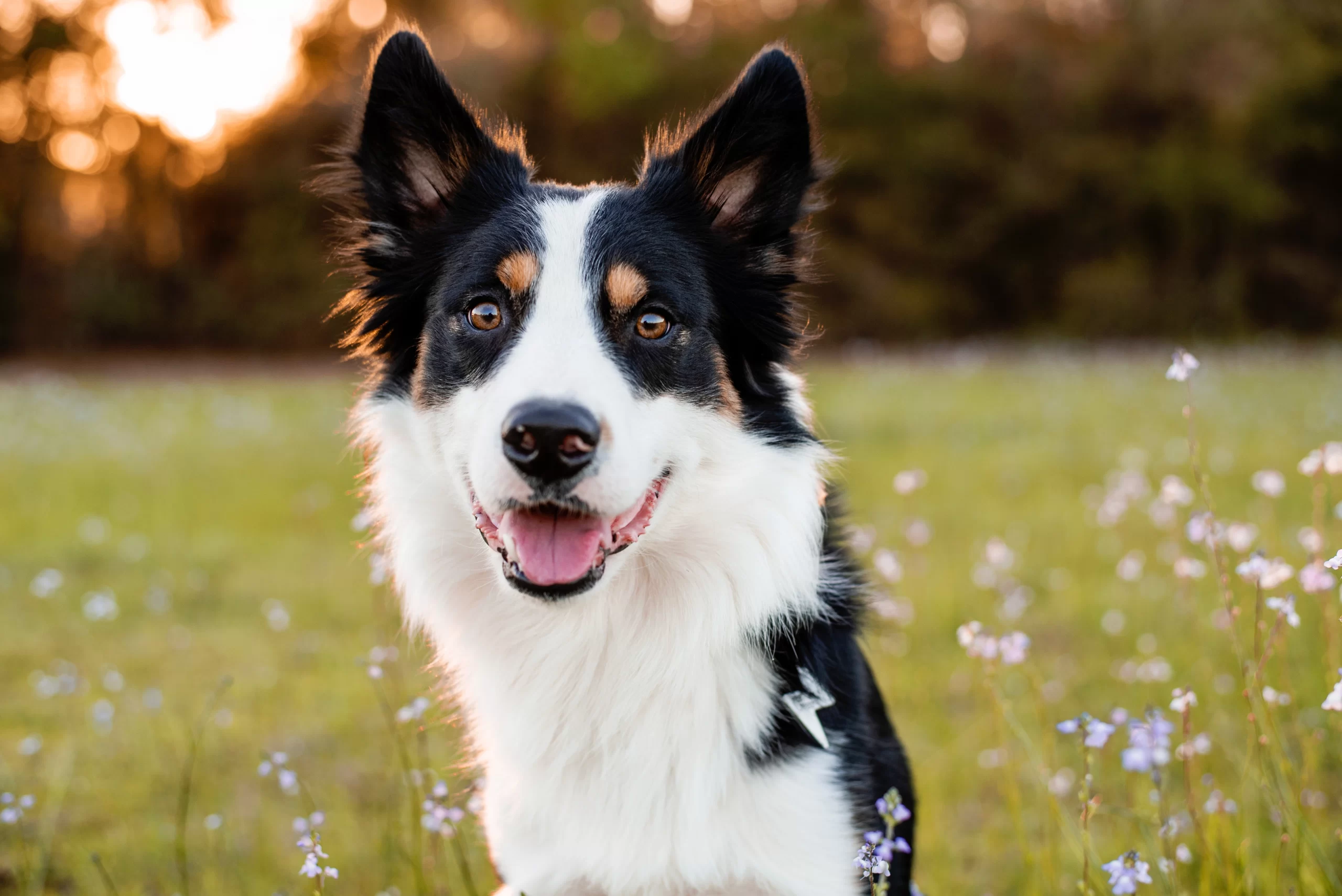 Optimizing Training Approaches to Suit a Border Collies Sensitive Nature