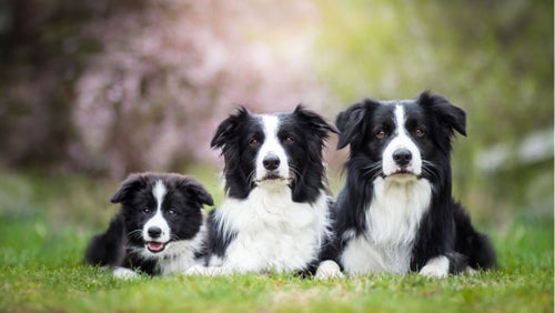 Optimizing Training Approaches to Suit a Border Collies Sensitive Nature