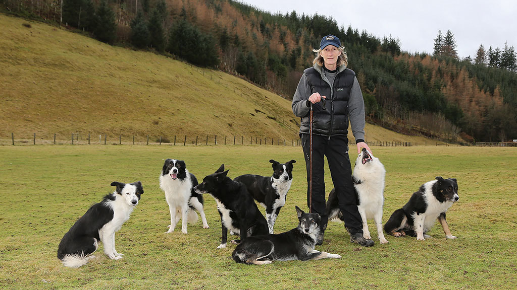 Tailoring Training Methods for a Border Collies Sensitive Nature